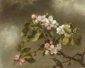 Hummingbird And Apple Blossoms - 马丁·约翰逊·赫德